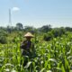 Personil Polsek TPTM lakukan peninjauan lahan jagung pipil diwilayah hukum Polsek TPTM