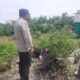 Bhabinkamtibmas Sungai Sembilan Aktifkan Lahan Tidur Jadi Kebun Cabai Produktif, Perkuat Ketahanan Pangan Nasional