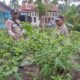 Bhabinkamtibmas Pangkalan Sesai Kawal Ketahanan Pangan, Lahan Tidur Disulap Jadi Kebun Cabai Produktif