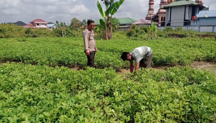 Polres Dumai Dukung Ketahanan Pangan Nasional, Bhabinkamtibmas Cek Lahan Produktif Warga di Bukit Datuk