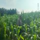Personil Polsek TPTM, AIPDA Taufik umar bersama AIPTU serita lase lakukan monitoring tanaman jagung pipil di wilayah hukum Polsek TPTM