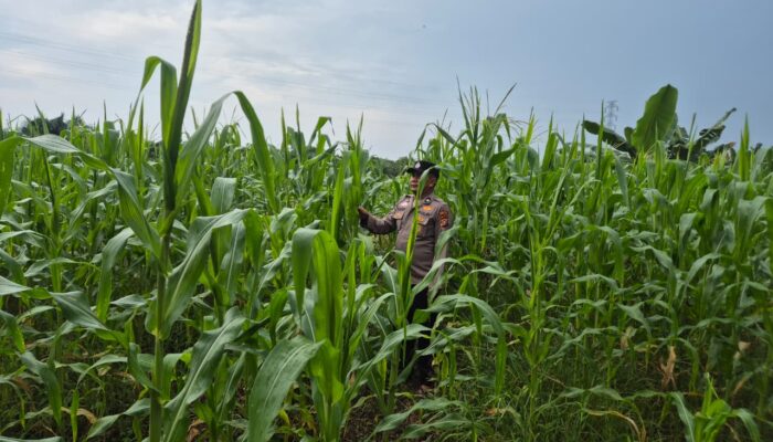 Personil Polsek TPTM kembali lakukan pengecekan jagung pipil dihalaman belakang Polsek TPTM