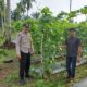 Bhabinkamtibmas Bumi Ayu Perkuat Ketahanan Pangan, Pastikan Tanaman Gambas Tumbuh Subur Demi Panen Maksimal