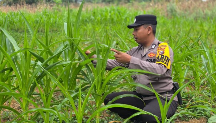 Polsek Bagan Sinembah Perkuat Ketahanan Pangan Nasional, Monitoring Intensif Pertumbuhan Jagung Terus Dilakukan