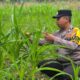 Polsek Bagan Sinembah Perkuat Ketahanan Pangan Nasional, Monitoring Intensif Pertumbuhan Jagung Terus Dilakukan