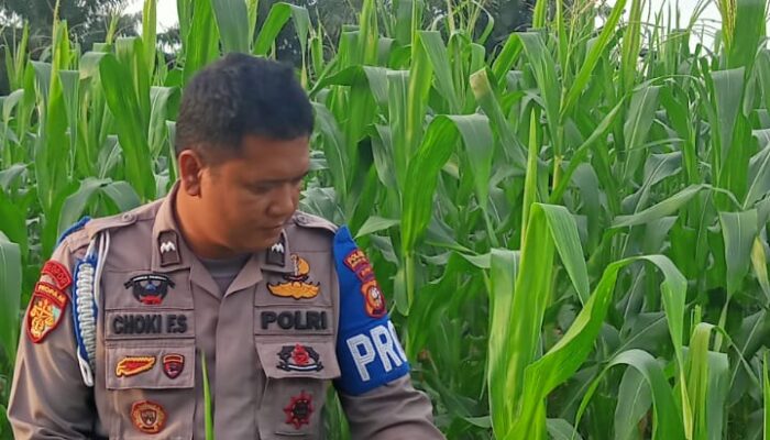 Personil Polsek TPTM akan  rutin melakukan peninjauan   lahan jagung pipil hingga masa panen tiba, untuk memastikan jagung pipil tumbuh dengan baik