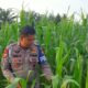 Personil Polsek TPTM akan  rutin melakukan peninjauan   lahan jagung pipil hingga masa panen tiba, untuk memastikan jagung pipil tumbuh dengan baik