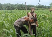 Kapolsek TPTM IPTU.K.F.sidabutar,SH,,MH.  bersama pemerintahan Kepenghuluan mesah lakukan peninjauan lahan jagung pipil di parit karim