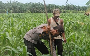 Kapolsek TPTM IPTU.K.F.sidabutar,SH,,MH.  bersama pemerintahan Kepenghuluan mesah lakukan peninjauan lahan jagung pipil di parit karim