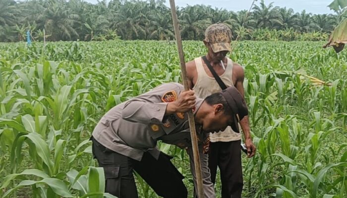 Kapolsek TPTM IPTU.K.F.sidabutar,SH,,MH.  bersama pemerintahan Kepenghuluan mesah lakukan peninjauan lahan jagung pipil di parit karim