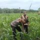 Kapolsek TPTM IPTU.K.F.sidabutar,SH,,MH.  bersama pemerintahan Kepenghuluan mesah lakukan peninjauan lahan jagung pipil di parit karim