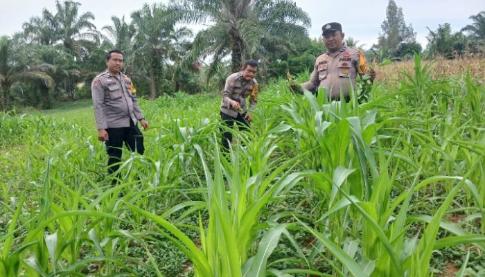 POLSEK BAGAN SINEMBAH TANCAP GAS DUKUNG KETAHANAN PANGAN NASIONAL, PERTUMBUHAN JAGUNG PIPIL TUNJUKKAN HASIL MENGGEMBIRAKAN