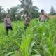 POLSEK BAGAN SINEMBAH TANCAP GAS DUKUNG KETAHANAN PANGAN NASIONAL, PERTUMBUHAN JAGUNG PIPIL TUNJUKKAN HASIL MENGGEMBIRAKAN