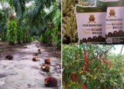 Pupuk Organik Sumber Matahari NPK Plus, Rahasia Panen Melimpah yang Kini Diburu Petani