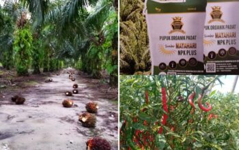 Pupuk Organik Sumber Matahari NPK Plus, Rahasia Panen Melimpah yang Kini Diburu Petani