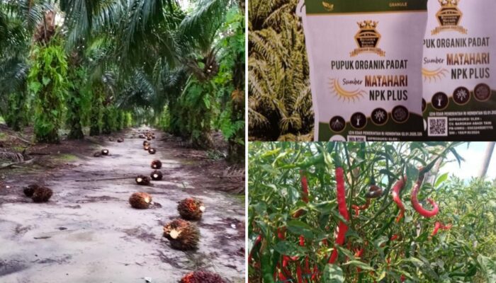 Pupuk Organik Sumber Matahari NPK Plus, Rahasia Panen Melimpah yang Kini Diburu Petani