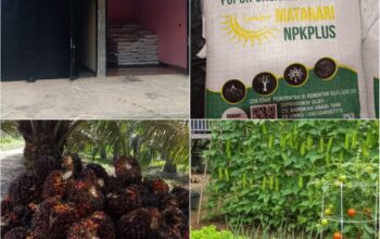 NPKPLUS Organil Hadir dengan Kalium Tinggi, Siap Dukung Produktivitas Kebun