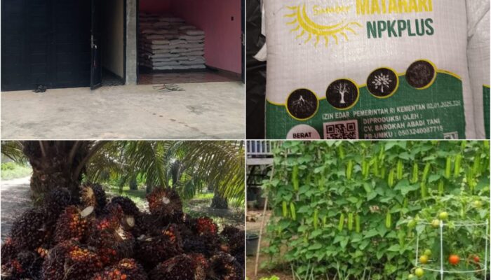 NPKPLUS Organil Hadir dengan Kalium Tinggi, Siap Dukung Produktivitas Kebun