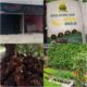 NPKPLUS Organil Hadir dengan Kalium Tinggi, Siap Dukung Produktivitas Kebun