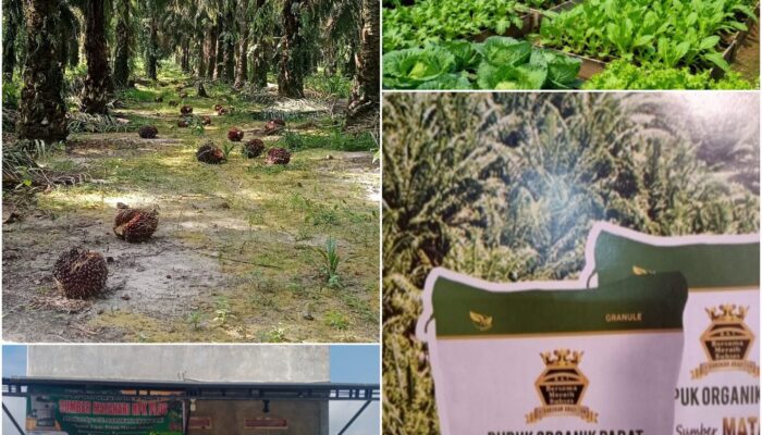 Banyak Petani Kaget! Setelah Tiga Kali Pemupukan, Perubahan Tanaman Terlihat Jelas, Ini Rahasianya