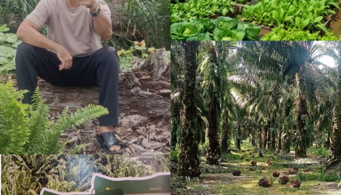 Banyak Petani Kaget! Setelah Tiga Kali Pemupukan, Perubahan Tanaman Terlihat Jelas, Ini Rahasianya