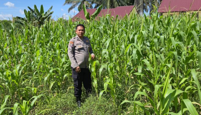 Personil Polsek TPTM lakukan pengecekan batang, dan daun jagung pipil antisipasi awal terhadap serangan hama ulat