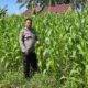 Personil Polsek TPTM lakukan pengecekan batang, dan daun jagung pipil antisipasi awal terhadap serangan hama ulat