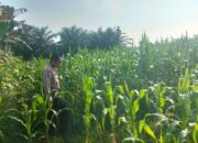 Demi terwujudnya swasembada pangan ,  Polsek TPTM  gencar lakukan peninjauan dan monitoring jagung pipil di wilayah hukum Polsek TPTM