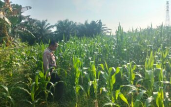 Demi terwujudnya swasembada pangan ,  Polsek TPTM  gencar lakukan peninjauan dan monitoring jagung pipil di wilayah hukum Polsek TPTM