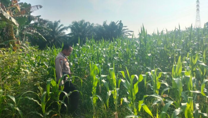 Demi terwujudnya swasembada pangan ,  Polsek TPTM  gencar lakukan peninjauan dan monitoring jagung pipil di wilayah hukum Polsek TPTM