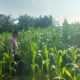 Demi terwujudnya swasembada pangan ,  Polsek TPTM  gencar lakukan peninjauan dan monitoring jagung pipil di wilayah hukum Polsek TPTM