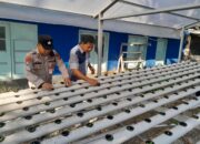 Polsek KSKP Dumai Perkuat Ketahanan Pangan Lewat Hidroponik Pakcoi Tahap III