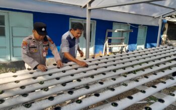 Polsek KSKP Dumai Perkuat Ketahanan Pangan Lewat Hidroponik Pakcoi Tahap III