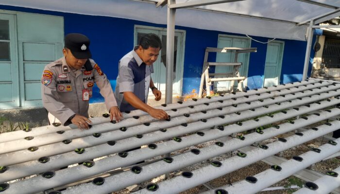 Polsek KSKP Dumai Perkuat Ketahanan Pangan Lewat Hidroponik Pakcoi Tahap III