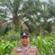 Personil Polsek TPTM lakukan peninjauan secara rutin  untuk memastikan jagung pipil tumbuh dengan baik