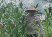 Tanaman jagung pipil mulai berbuah, Kapolsek  TPTM gencarkan perawatan dan mengoptimalkan pengisian buah
