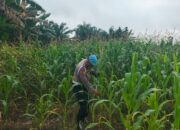 Mulai berbuah, Kapolsek intruksikan  jajarannya Utuk lakukan pengecekan rutin tanaman jagung pipil