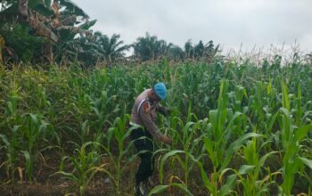 Mulai berbuah, Kapolsek intruksikan  jajarannya Utuk lakukan pengecekan rutin tanaman jagung pipil