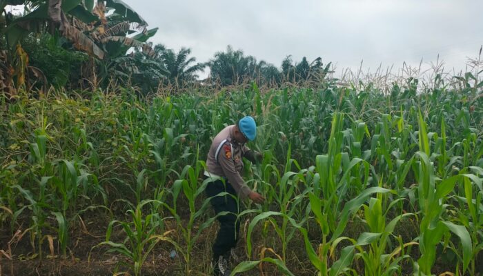 Mulai berbuah, Kapolsek intruksikan  jajarannya Utuk lakukan pengecekan rutin tanaman jagung pipil