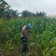 Mulai berbuah, Kapolsek intruksikan  jajarannya Utuk lakukan pengecekan rutin tanaman jagung pipil