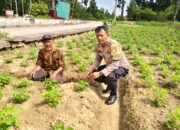 Bhabinkamtibmas Bukit Timah Kawal Ketahanan Pangan, Pastikan Kebun Semangka Warga Siap Panen Maksimal