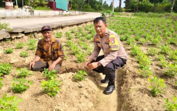 Bhabinkamtibmas Bukit Timah Kawal Ketahanan Pangan, Pastikan Kebun Semangka Warga Siap Panen Maksimal