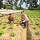 Bhabinkamtibmas Bukit Timah Kawal Ketahanan Pangan, Pastikan Kebun Semangka Warga Siap Panen Maksimal