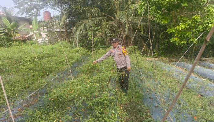 Kawal Asta Cita Presiden, Polsek Bukit Kapur Perkuat Ketahanan Pangan Lewat Pendampingan Petani