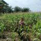 Personil Polsek TPTM lakukan kegiatan rutin peninjauan tanaman jagung pipil di wilayah hukum Polsek TPTM