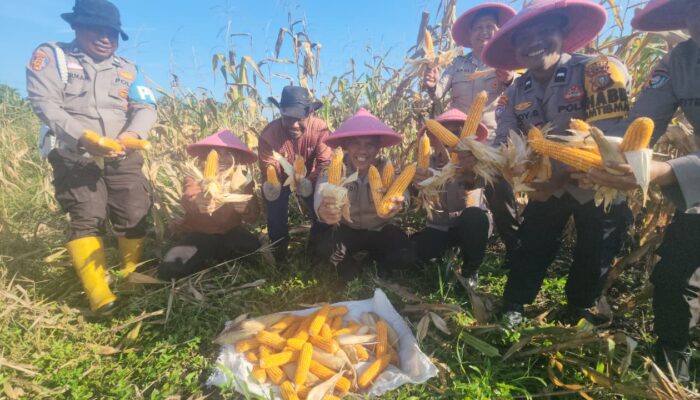 Panen Raya Jagung Pipil Kuartal I 2026, Polsek Dumai Barat Dukung Program Nasional Ketahanan Pangan