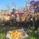 Panen Raya Jagung Pipil Kuartal I 2026, Polsek Dumai Barat Dukung Program Nasional Ketahanan Pangan