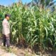 Bhabinkamtibmas Polsek Sungai Sembilan Kawal Pertumbuhan Jagung Petani, Perkuat Ketahanan Pangan Nasional