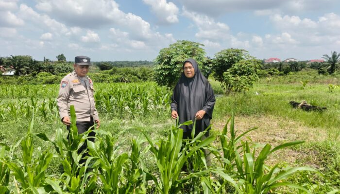 Bhabinkamtibmas Polsek Bukit Kapur Kawal Ketahanan Pangan, Lahan Jagung 1 Hektare di Bagan Besar Tumbuh Subur