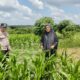 Bhabinkamtibmas Polsek Bukit Kapur Kawal Ketahanan Pangan, Lahan Jagung 1 Hektare di Bagan Besar Tumbuh Subur